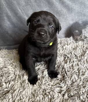 Meeko -  Labrador Retriever and Mixed Breed Dog Available for Adoption in Warr Acres, Oklahoma - Meeko | PetCurious