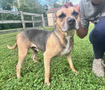 Seal -  Pit Bull Terrier and Hound Dog for Adoption in Clayton, New Jersey - Seal | PetCurious