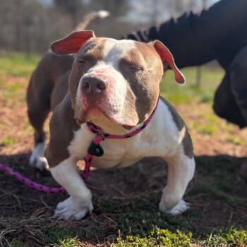 Stubbs -  Pit Bull Terrier Dog for Adoption in York, Pennsylvania - Stubbs | PetCurious