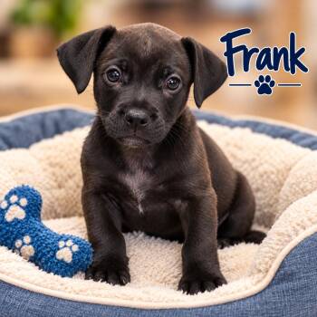 Frank -  Dachshund Dog for Adoption in Momence, Illinois - Frank | PetCurious
