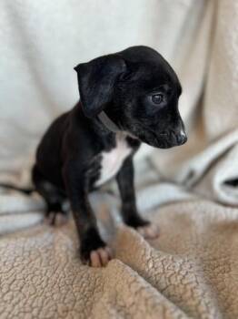 Rescue Terrier Dogs for Adoption in Liverpool, Texas - Cholly | PetCurious