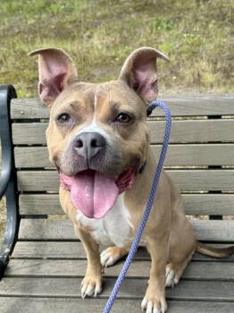 Sweet Tawny -  American Staffordshire Terrier Dog for Adoption in East Orange, New Jersey - Sweet Tawny | PetCurious