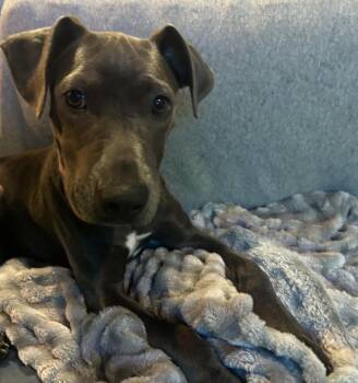 Cherry Blossom -  Pit Bull Terrier Dog for Adoption in Cheektowaga, New York - Cherry Blossom | PetCurious