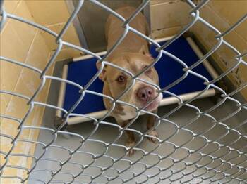 MCCARTY -  Pit Bull Terrier Dog for Adoption in Tulsa, Oklahoma - MCCARTY | PetCurious