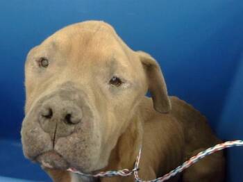 Mixed Breed Dogs Available for Adoption in Dallas, Texas - HAZELNUT | PetCurious