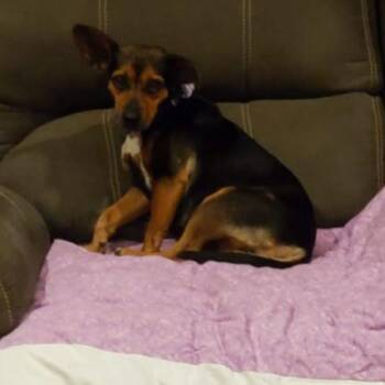 Little Miss -  Dachshund and Beagle Dog for Adoption in Melbourne, Kentucky - Little Miss | PetCurious