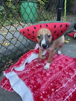 Cannoli available 10/30 -  Shepherd Dog for Adoption in Elmsford, New York - Cannoli Available 10/30 | PetCurious