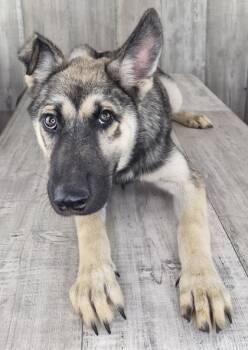 Feliciana -  German Shepherd Dog and Husky Dog for Adoption in Shreveport, Louisiana - Feliciana | PetCurious
