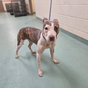 Tiffany Jones -  Mixed Breed Dog for Adoption in Memphis, Tennessee - Tiffany Jones | PetCurious