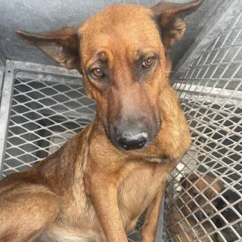 German Shepherd Dog Dogs Available for Adoption - Yara | PetCurious