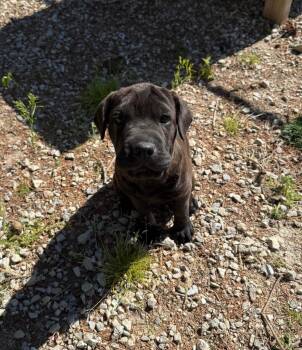 Sugar -  Mixed Breed Dog for Adoption in Lagrange, Indiana - Sugar | PetCurious