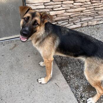 Lilly Lou -  Mixed Breed Dog for Adoption in Fairport, New York - Lilly Lou | PetCurious
