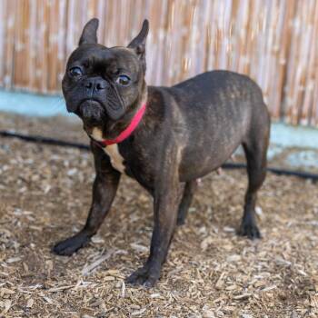 Boston Terrier Dogs Available for Adoption in Palm Springs, California - Tallulah | PetCurious