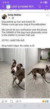 Catahoula Leopard Dog Dogs Available for Adoption - River | PetCurious