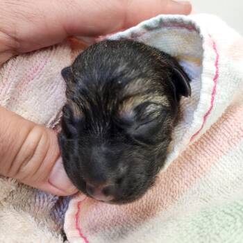 German Shepherd Dog Dogs Available for Adoption in Lake Panasoffkee, Florida - Puppy 1_2 | PetCurious