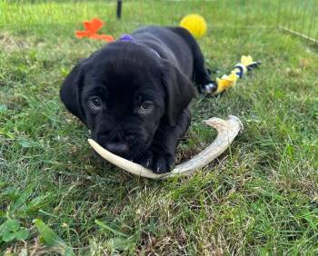 Sneezy -  English Springer Spaniel Dog for Adoption in Irwin, Pennsylvania - Sneezy | PetCurious