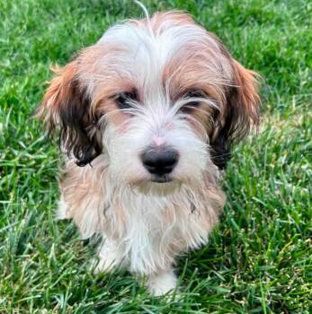 Miniature Poodle and Mixed Breed Dogs Available for Adoption in Mead, Colorado - Kylo | PetCurious