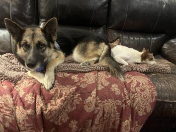Rescue German Shepherd Dog Dogs for Adoption in Longmont, Colorado - Atlanta | PetCurious
