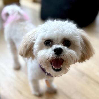 Lola -  Shih Poo Dog for Adoption - Lola | PetCurious