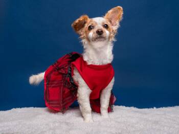 Poodle and Yorkshire Terrier Dogs Available for Adoption - Ladybug | PetCurious