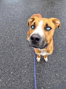 Frank Sinatra -  Mixed Breed Dog for Adoption in Chino Valley, Arizona - Frank Sinatra | PetCurious