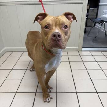 Pit Bull Terrier Dogs Available for Adoption - TUSC-Stray-83280 | PetCurious