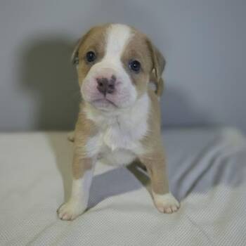 Retriever and Hound Dogs Available for Adoption - Arturo | PetCurious