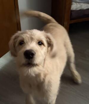 Pup Boss -  Labrador Retriever and Terrier Dog for Adoption in Washington, District Of Columbia - Pup Boss | PetCurious