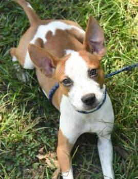 Hank -  Mixed Breed Dog for Adoption in Kansas City, Missouri - Hank | PetCurious