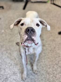 Rescue Mixed Breed Dogs for Adoption in Cincinnati, Ohio - Peace | PetCurious