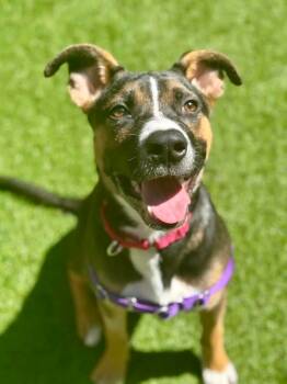 Rescue German Shepherd Dog and Hound Dogs for Adoption in Brookings, Oregon - Jacob | PetCurious