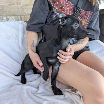 Darling -  Dachshund and Chihuahua Dog for Adoption in Chico, California - Darling | PetCurious