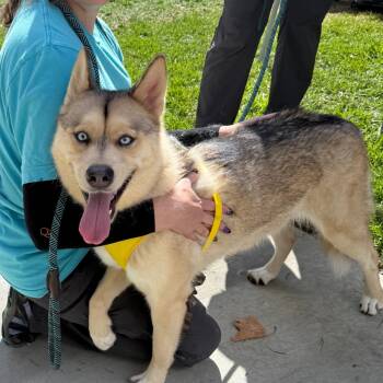 Rescue Husky and Cattle Dog Dogs for Adoption in San Jacinto, California - Winter | PetCurious