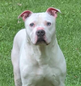 Ghost -  English Bulldog Dog for Adoption in Springfield, Ohio - Ghost | PetCurious