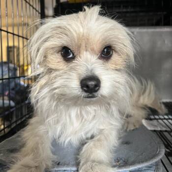 Maltese Dogs Available for Adoption in Montgomery, Texas - Clover | PetCurious