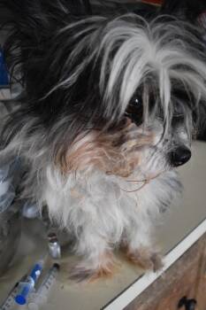 Oreo -  Terrier Dog for Adoption in Pahrump, Nevada - Oreo | PetCurious
