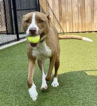 Niffler -  Pit Bull Terrier and Mixed Breed Dog for Adoption in Eugene, Oregon - Niffler | PetCurious