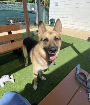 Rocky -  Mixed Breed Dog for Adoption in Alexandria, Virginia - Rocky | PetCurious