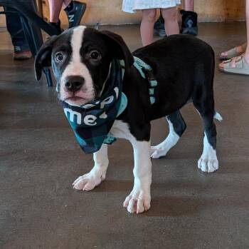 Bomber -  Hound Dog for Adoption in Lambertville, New Jersey - Bomber | PetCurious