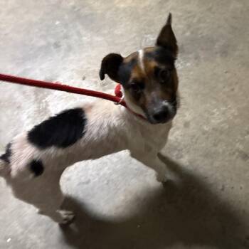 Mixed Breed Dogs Available for Adoption in Milton, Florida - Archie | PetCurious
