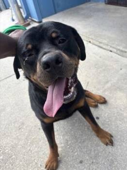 Clancy -  Rottweiler and Mixed Breed Dog for Adoption in New Orleans, Louisiana - Clancy | PetCurious