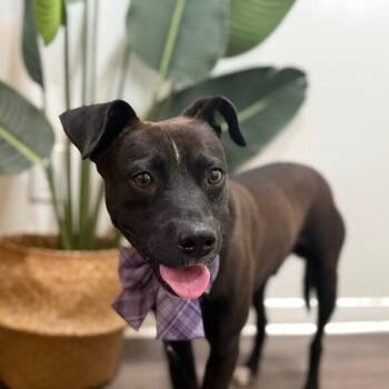 Rowan Tiny Gentleman -  Pit Bull Terrier and Labrador Retriever Dog for Adoption in Friendswood, Texas - Rowan Tiny Gentleman | PetCurious