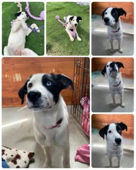 Border Collie Dogs Available for Adoption in New Bedford, Massachusetts - Sky | PetCurious