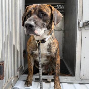 Fabian -  Pit Bull Terrier and Mixed Breed Dog for Adoption in Edinburg, Texas - Fabian | PetCurious
