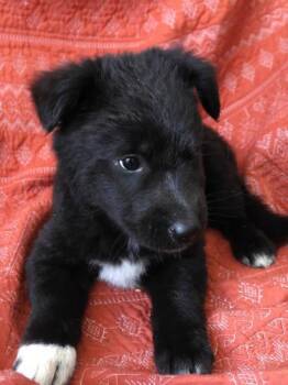 Santarita -  German Shepherd Dog Dog for Adoption in Thief River Falls, Minnesota - Santarita | PetCurious