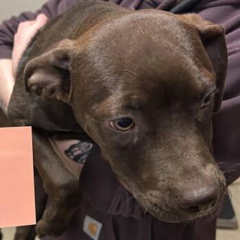 Pit Bull Terrier Dogs Available for Adoption in Bristol, Indiana - Shorty | PetCurious