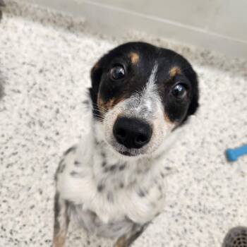 Jack Russell Terrier and Australian Cattle Dog Blue Heeler Dogs Available for Adoption in Liberty, Missouri - Miranda Lambert | PetCurious