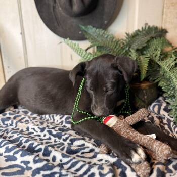 Black Labrador Retriever and Mixed Breed Dogs Available for Adoption - Anita ($150 Sponsored Adoption Fee) | PetCurious