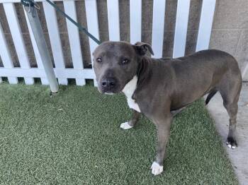 Pit Bull Terrier Dogs Available for Adoption - A608637 | PetCurious