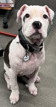 ROCKWELL -  Pit Bull Terrier Dog Available for Adoption - ROCKWELL | PetCurious